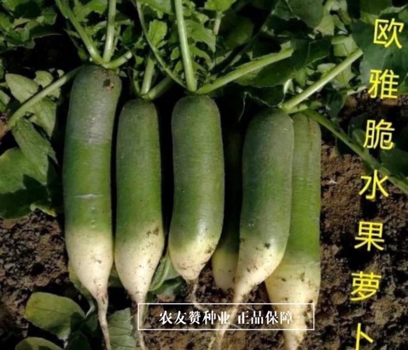 欧兰德欧雅脆水果萝卜种子脆甜多汁水分多，青萝卜种子