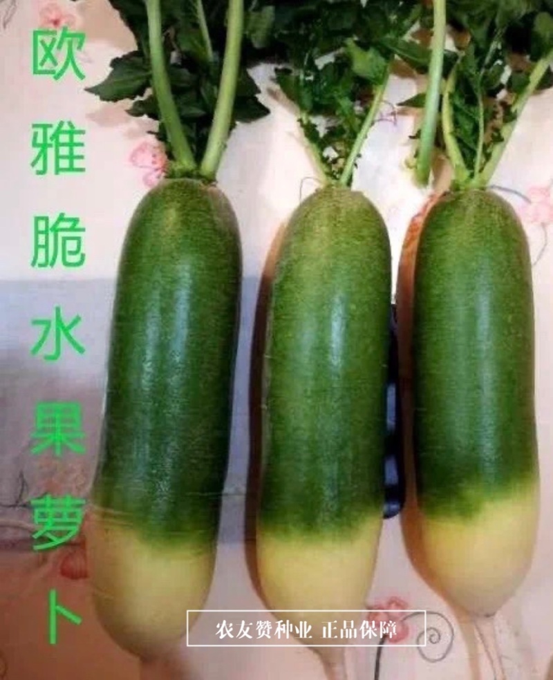 欧兰德欧雅脆水果萝卜种子脆甜多汁水分多，青萝卜种子