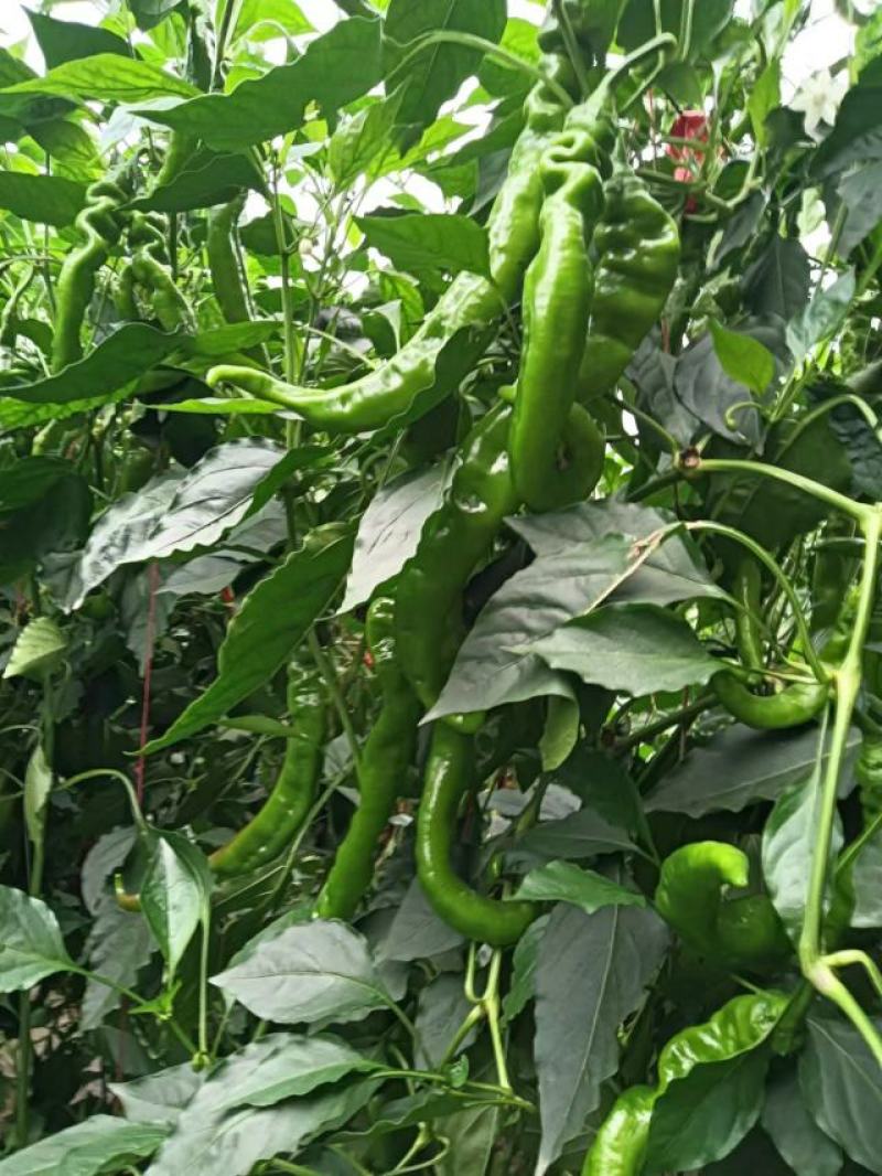 高原夏菜，精品陇椒，大量上市，货源充足，欢迎新老客商采购