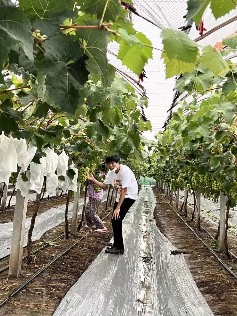 正宗南汇精品晴王种植基地