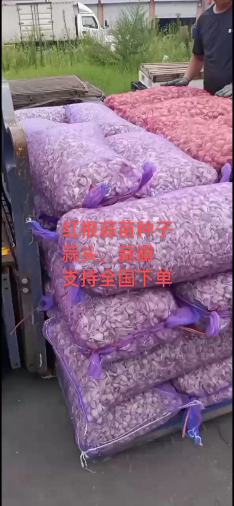 红根蒜苗种子，川蒜种子，蒜苗种子，四季蒜苗种子，大蒜种子