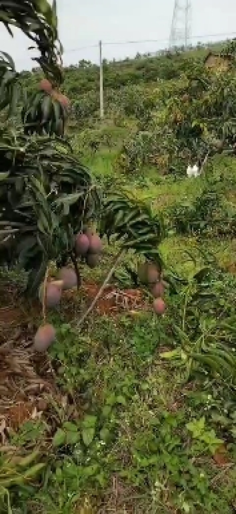 不一样的品种不一样的价