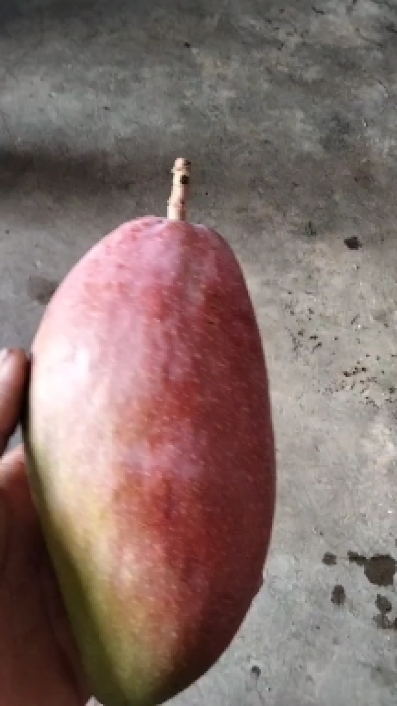 不一样的品种不一样的价