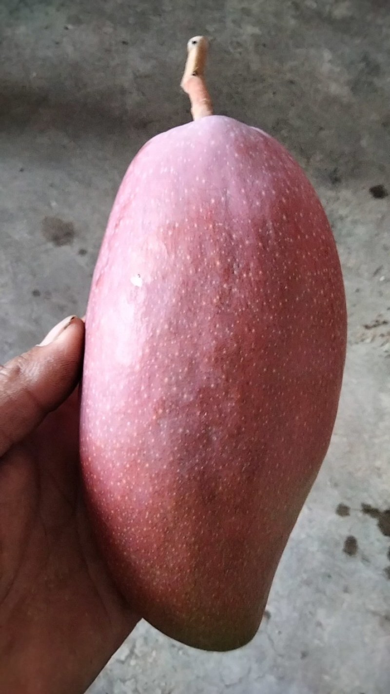 不一样的品种不一样的价