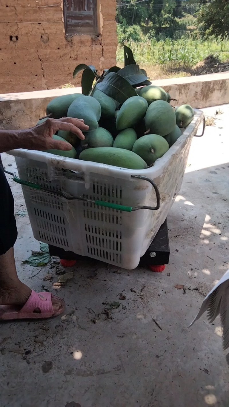 不一样的品种不一样的价