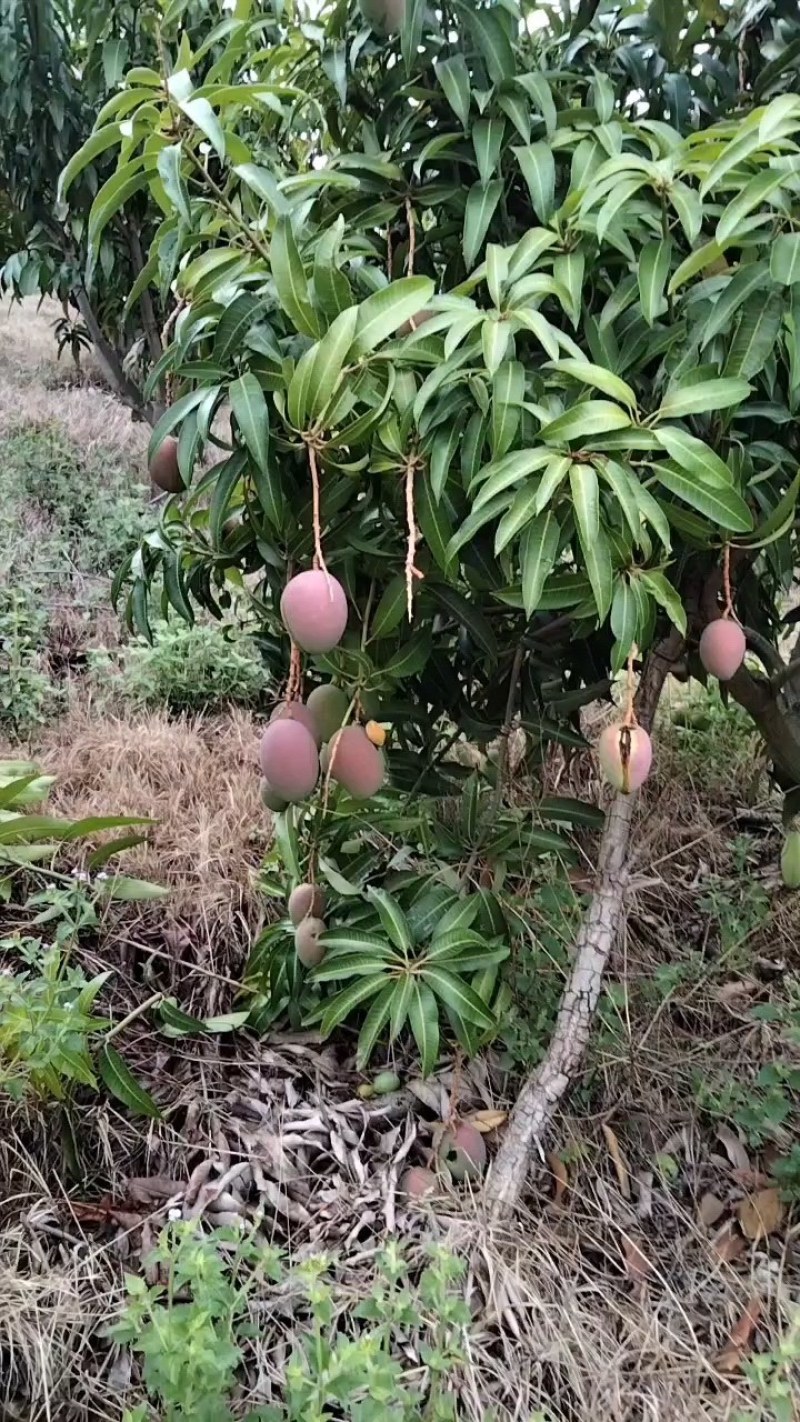 不一样的品种不一样的价