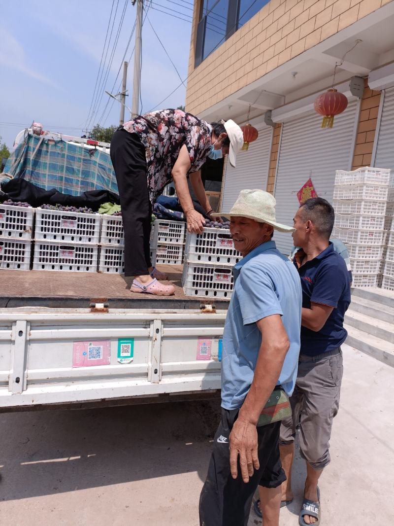 本地葡萄大量上市，品种齐全，望新老客户前来采购。