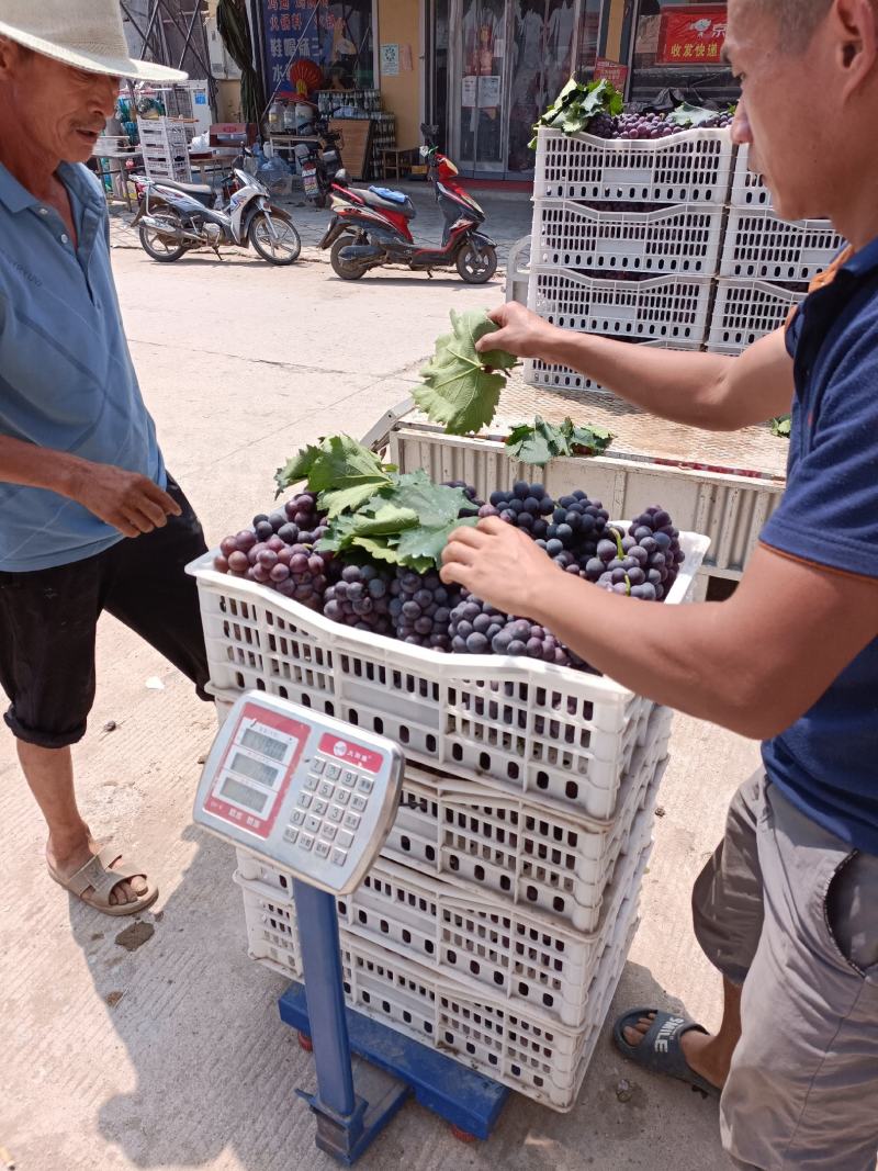 本地葡萄大量上市，品种齐全，望新老客户前来采购。