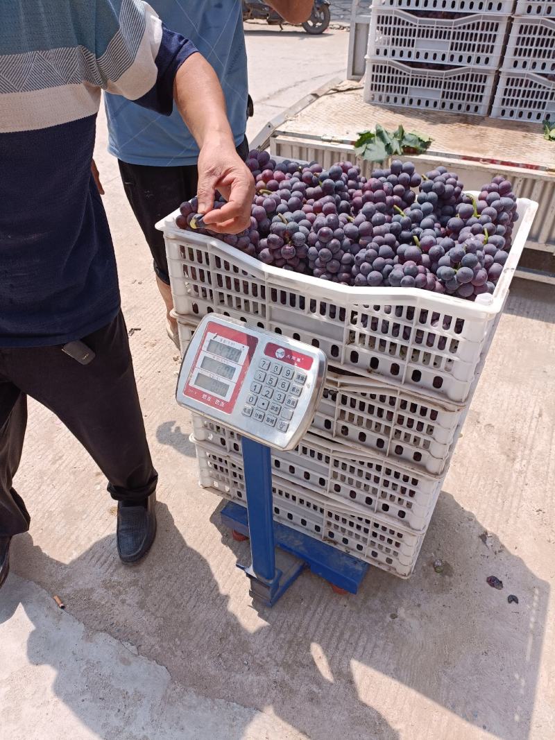 本地葡萄大量上市，品种齐全，望新老客户前来采购。
