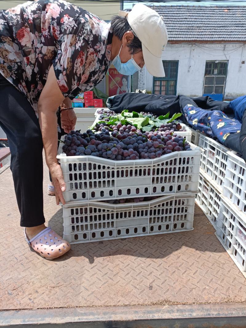 本地葡萄大量上市，品种齐全，望新老客户前来采购。