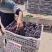 本地葡萄大量上市，品种齐全，望新老客户前来采购。
