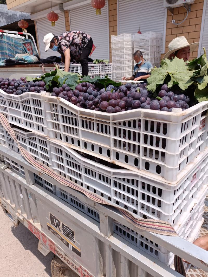 本地葡萄大量上市，品种齐全，望新老客户前来采购。