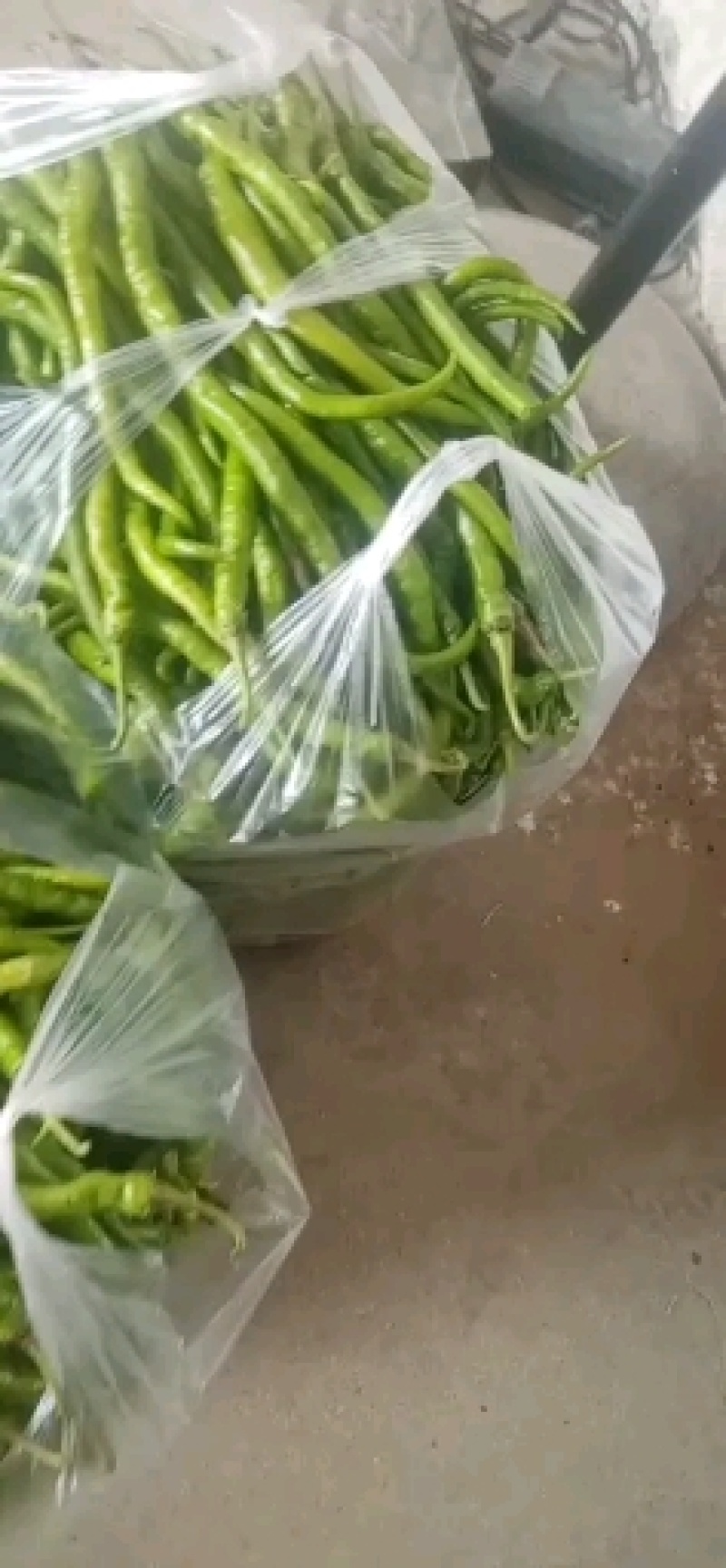陕南大量供应线辣椒大辣椒黑辣椒