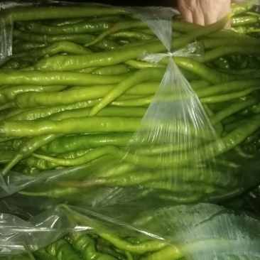 陕南大量供应线辣椒大辣椒黑辣椒
