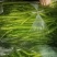 陕南大量供应线辣椒大辣椒黑辣椒