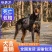 纯种杜宾杜宾幼犬浏览量高质量保证全国发货