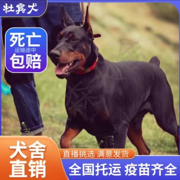 纯种杜宾幼犬杜宾狗崽质量保证全国包邮质量第一
