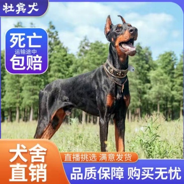 杜宾狗崽杜宾幼犬平台推荐视频挑选全国包邮