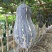 利宏香芋南瓜种子贵妃南瓜北瓜种籽甘面可口耐储存大田蔬菜种