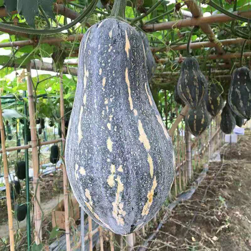 利宏香芋南瓜种子贵妃南瓜北瓜种籽甘面可口耐储存大田蔬菜种