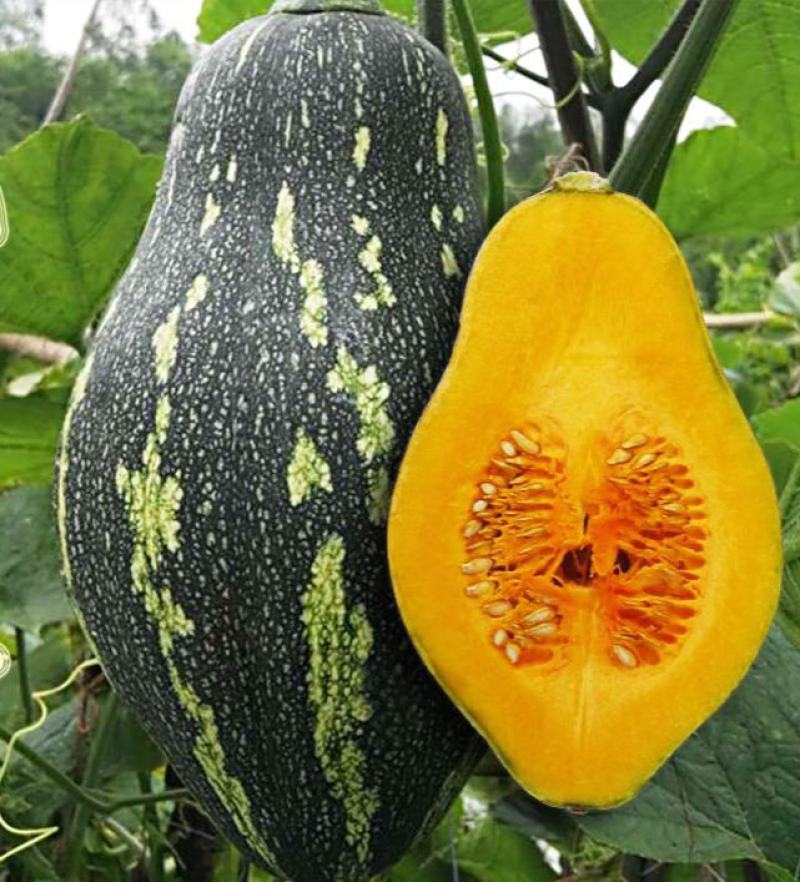 利宏香芋南瓜种子贵妃南瓜北瓜种籽甘面可口耐储存大田蔬菜种