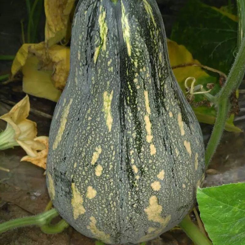利宏香芋南瓜种子贵妃南瓜北瓜种籽甘面可口耐储存大田蔬菜种