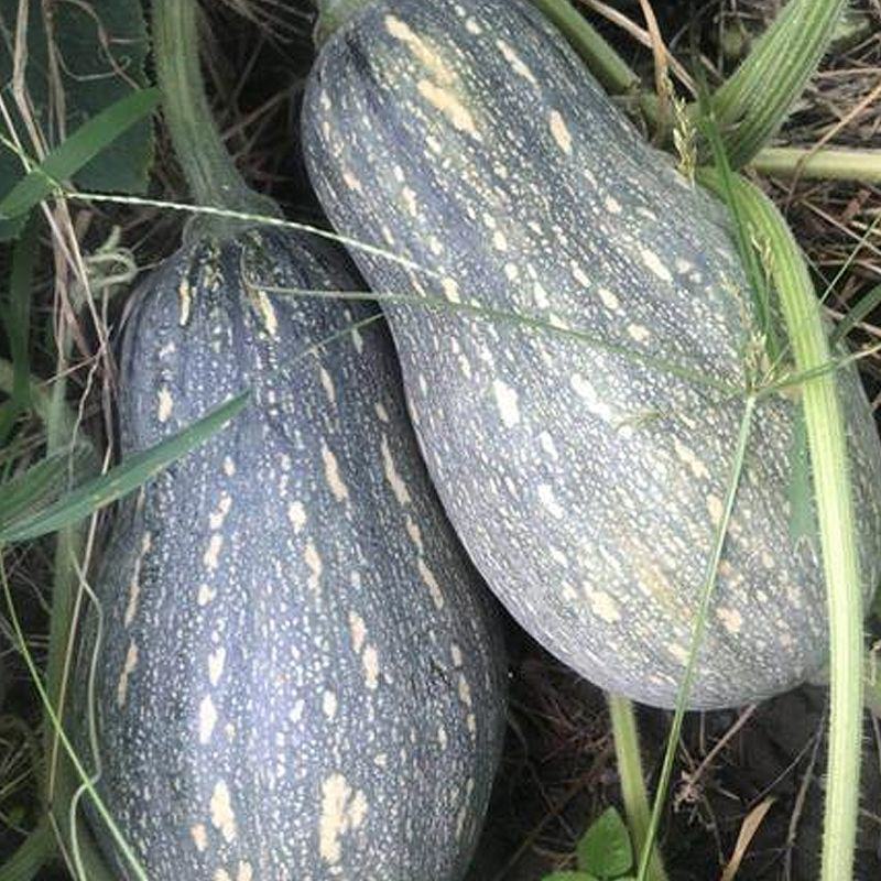 利宏香芋南瓜种子贵妃南瓜北瓜种籽甘面可口耐储存大田蔬菜种