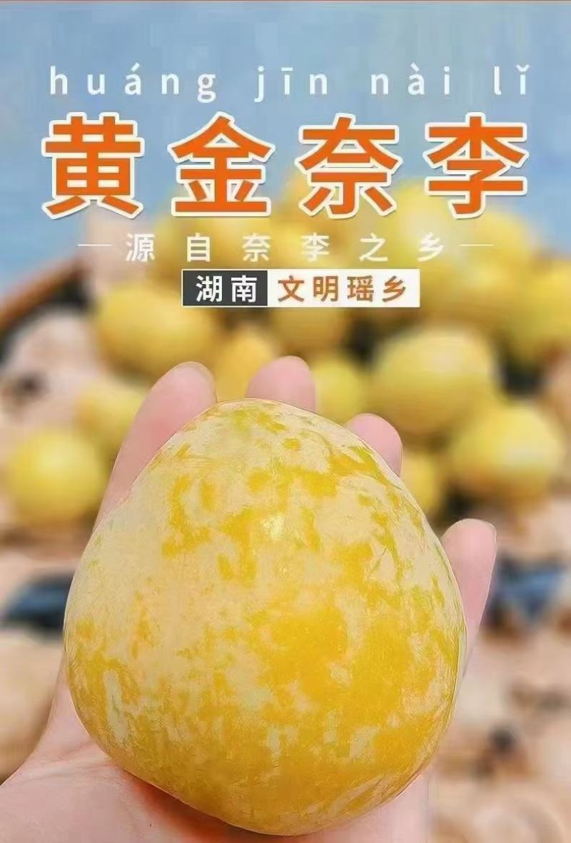正宗湖南文明特产黄金奈李自家果园现摘现发品质保证一件代发