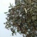马兰草干货马兰草路边菊中药材量大从优