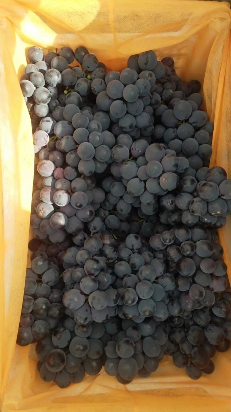 [热卖]甘肃天水软枝巨峰葡萄葡萄大量上市可视频
