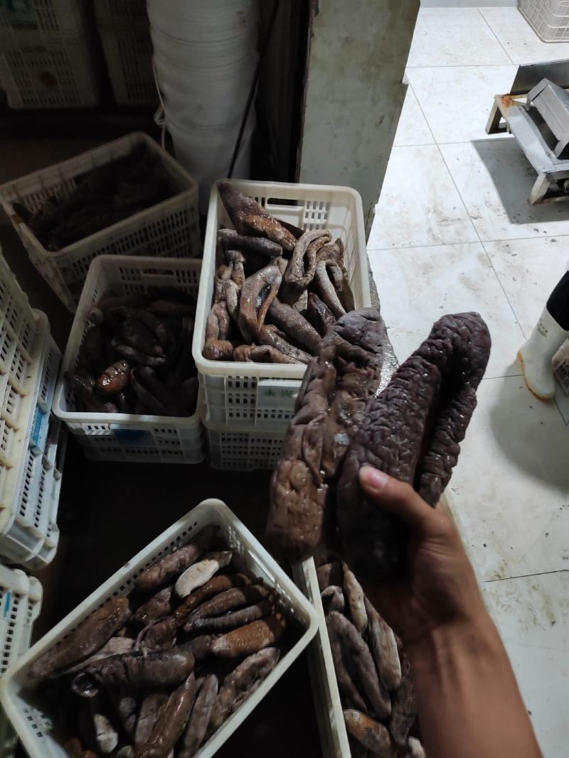 大乌参品相好口感好