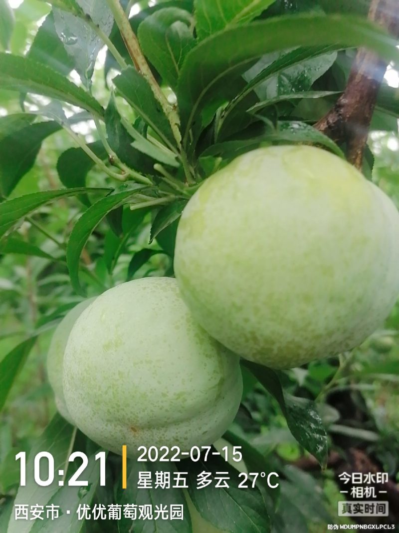 【有好货】秋姬李周至李子酸甜可口今年量少，预订火热