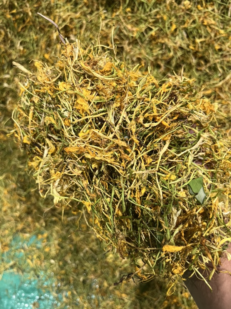 五彩金银花