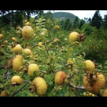 贵5