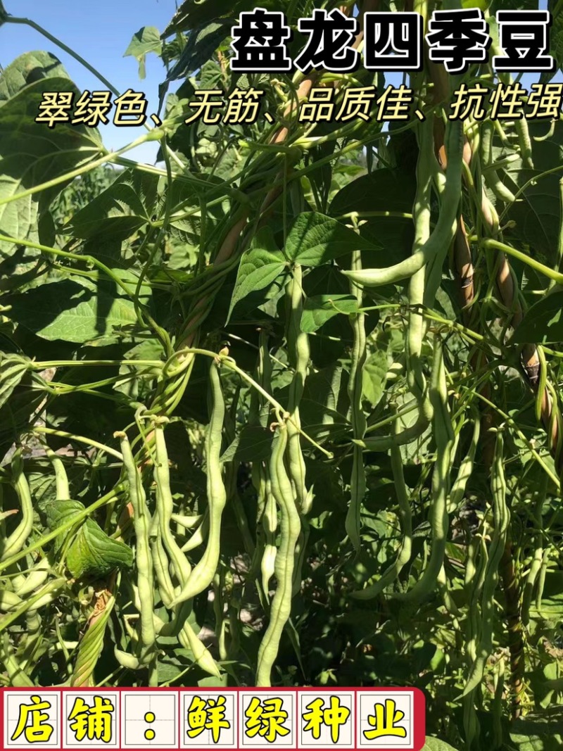 盘龙四季豆：品质佳，无筋，生长势极强，抗病性强