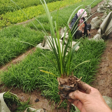 麦冬草，质量优，价格便宜，有量，芽多又高，无坏叶