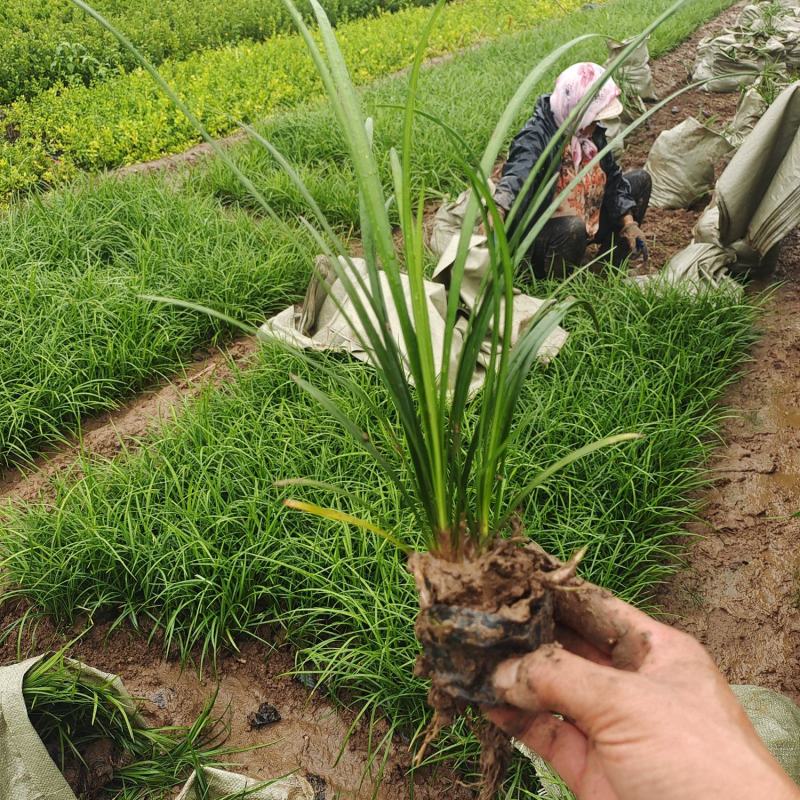 麦冬草，质量优，价格便宜，有量，芽多又高，无坏叶