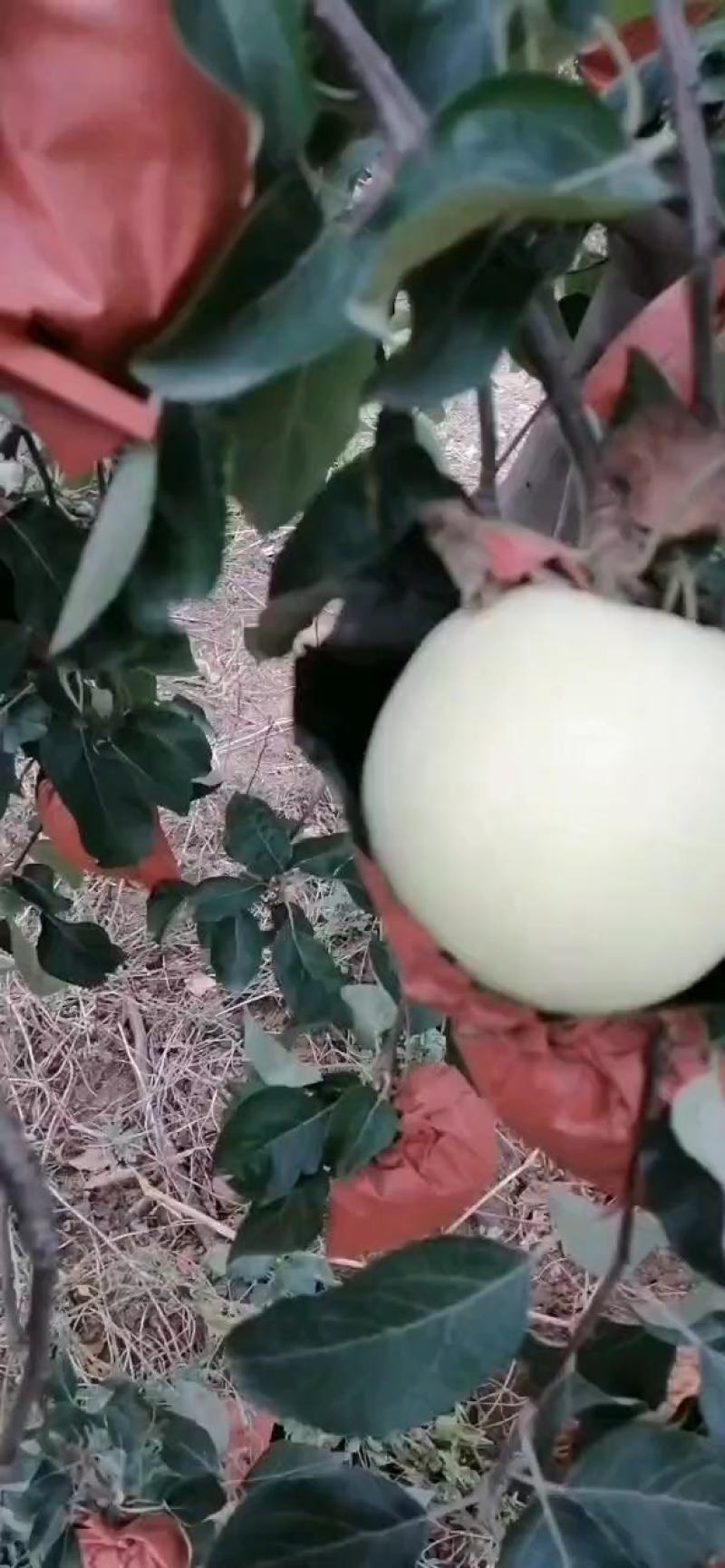早熟纸袋华硕苹果