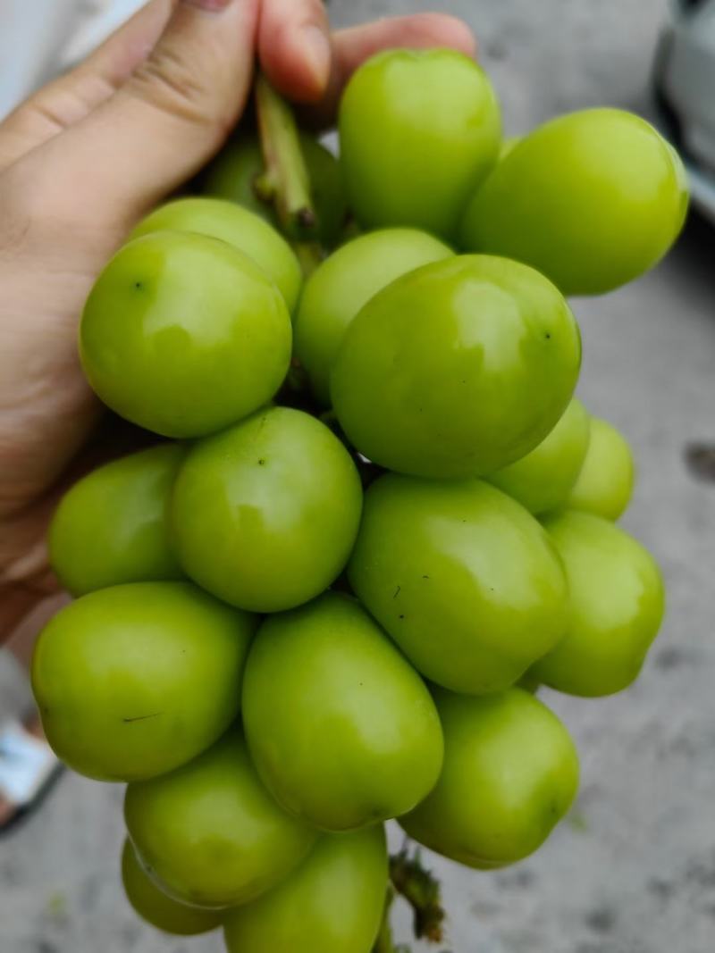 澧县阳光玫瑰葡萄对接各大电商平台，批发市场，商超