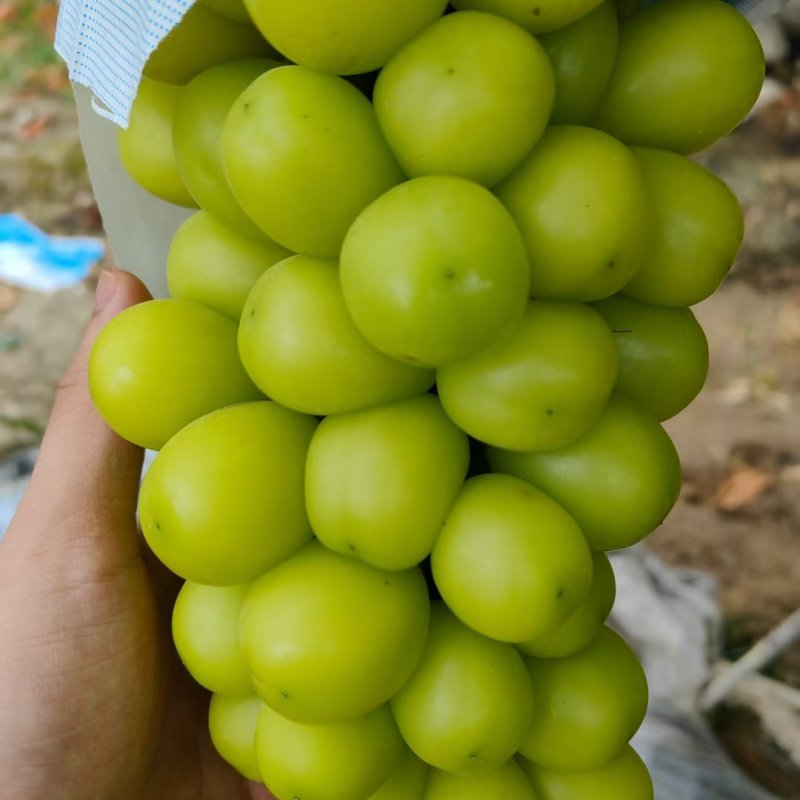 澧县阳光玫瑰葡萄对接各大电商平台，批发市场，商超