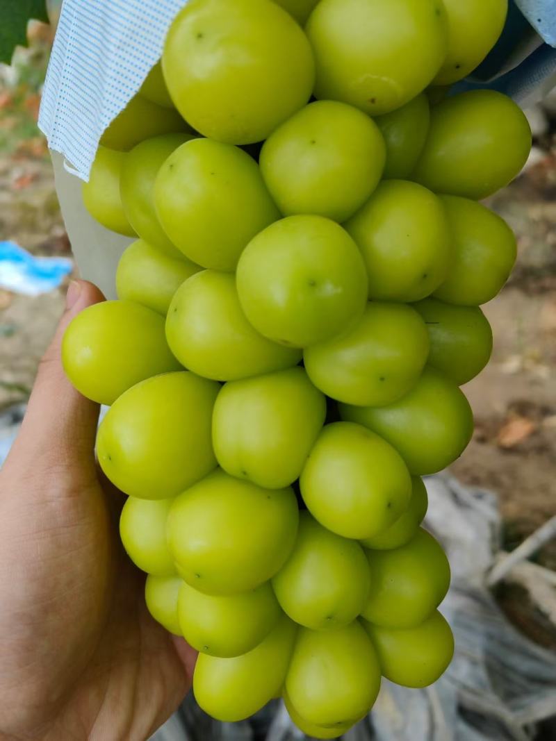 澧县阳光玫瑰葡萄对接各大电商平台，批发市场，商超
