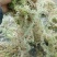 水苔