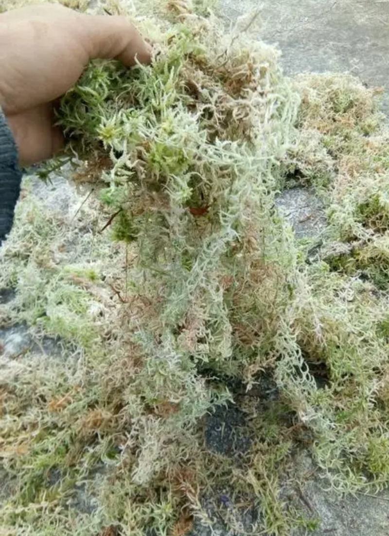 水苔