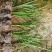 麦冬草，质量优，价格便宜，有量，芽多又高，无坏叶