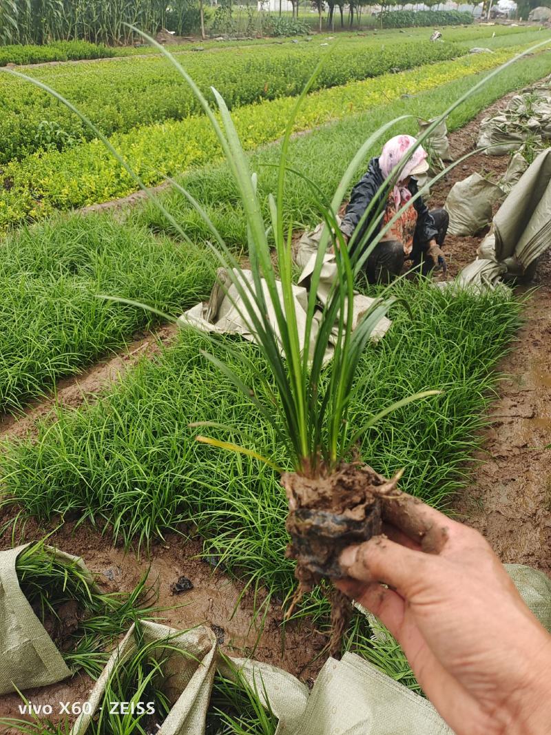 麦冬草，质量优，价格便宜，有量，芽多又高，无坏叶