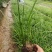 麦冬草，质量优，价格便宜，有量，芽多又高，无坏叶