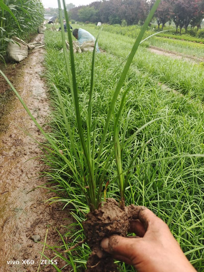 麦冬草，质量优，价格便宜，有量，芽多又高，无坏叶