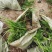 麦冬草，质量优，价格便宜，有量，芽多又高，无坏叶