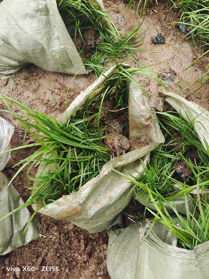 麦冬草，质量优，价格便宜，有量，芽多又高，无坏叶