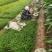 麦冬草，质量优，价格便宜，有量，芽多又高，无坏叶
